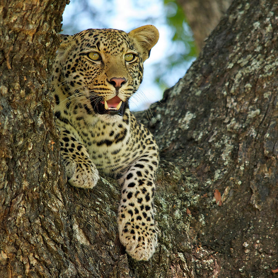 Leopard Photograph by Wild Africa Nature