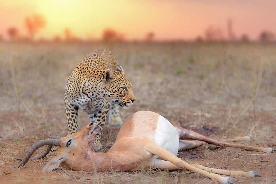 Nature Photograph - Leopard With A Kill by Ozkan Ozmen     I     Big Lens Adventures