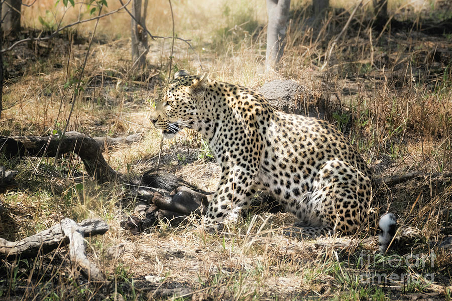Leopard With Meal by Timothy Hacker Leopard With Meal by Timothy Hacker