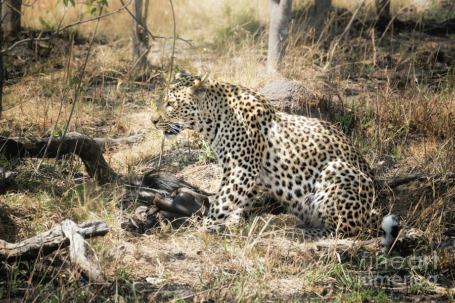 Leopard With Meal Photograph by Timothy Hacker