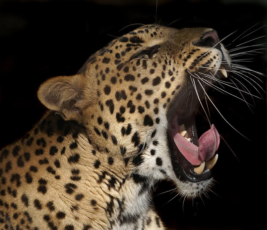 Leopard Yawning Photograph by Tony Emmett