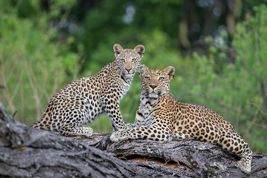 Leopardess And Cub Photograph by Suzi Eszterhas