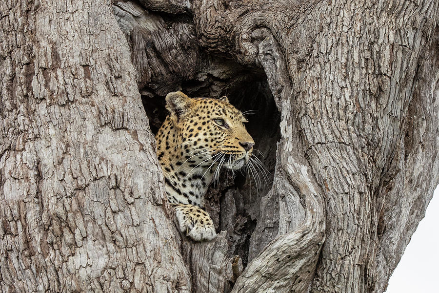 Leopardess At Tree Den Photograph by Suzi Eszterhas