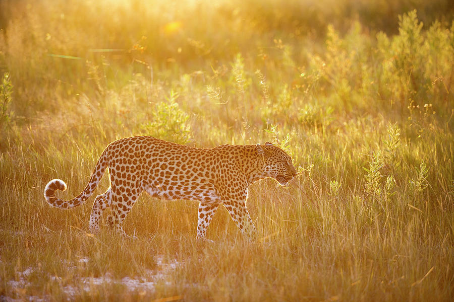 Leopardess In Golden Light Photograph by Suzi Eszterhas