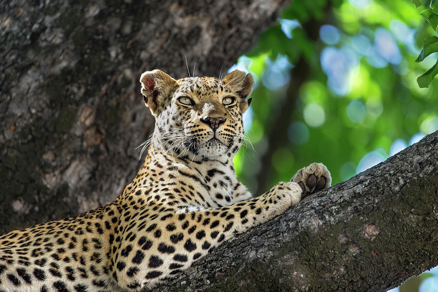Leopardess In Tree Photograph by Suzi Eszterhas