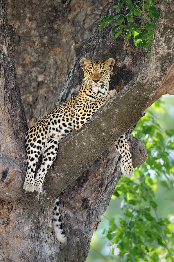 Leopardess Lounging In Tree Photograph by Suzi Eszterhas | Fine Art America