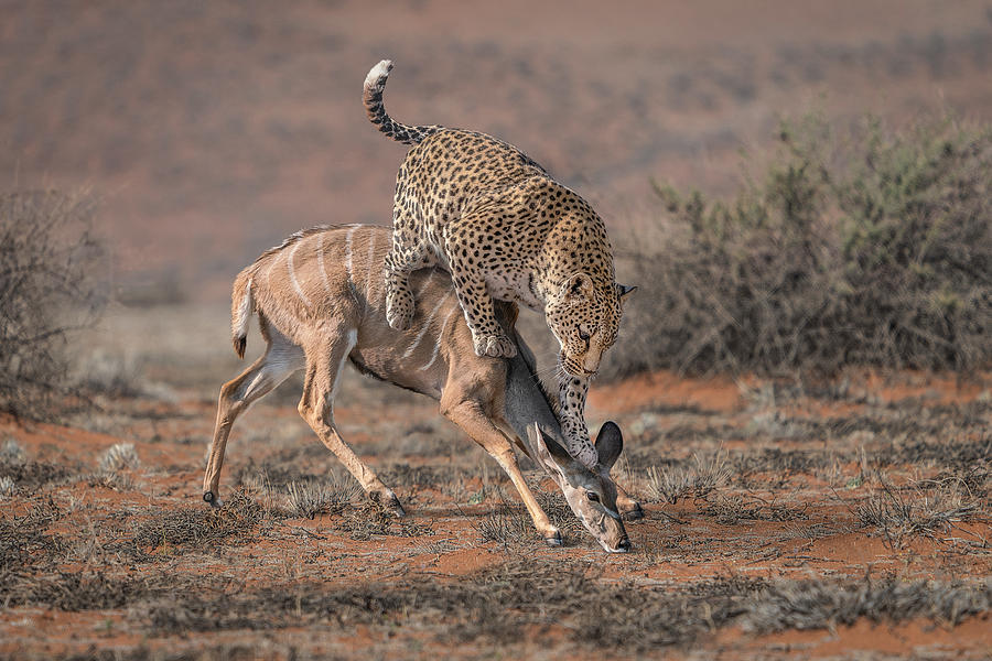 Wildlife Photograph - Leopardhunting by Marcel Egger