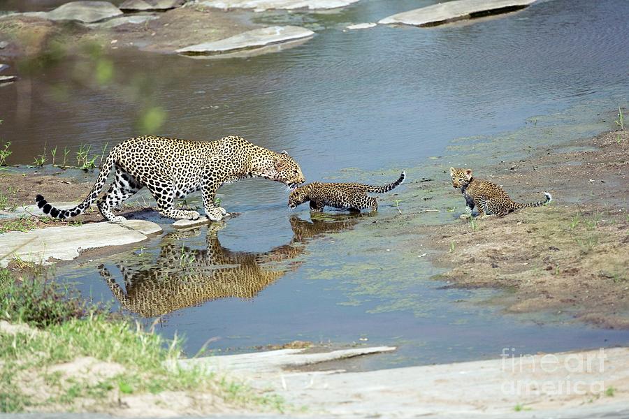 Leopards Crossing A River Photograph by John Devries/science Photo Library