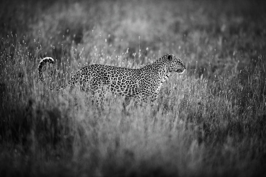 Black And White Photograph - Leopards Mood by Simona Forte