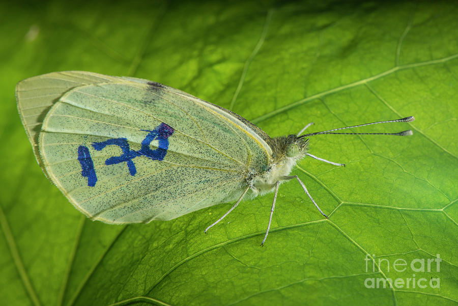 Nature Photograph - Lepidopteran Labelled For Ecological Research by Philippe Psaila/science Photo Library