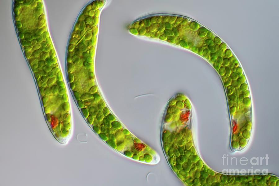Lepocinclis Protist Photograph by Frank Fox/science Photo Library