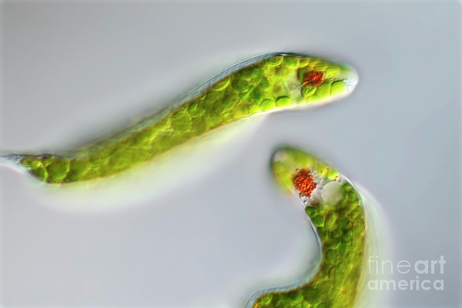 Lepocinclis Protists Photograph by Frank Fox/science Photo Library