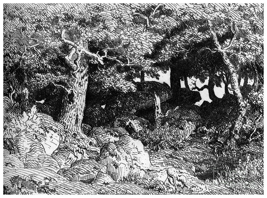 Les Chenes De Roche, C1832- 1860, 1924 Drawing by Print Collector