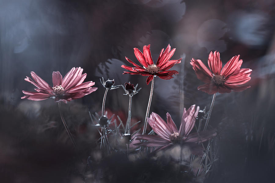 Les Fleurs Du Bien Photograph by Fabien Bravin