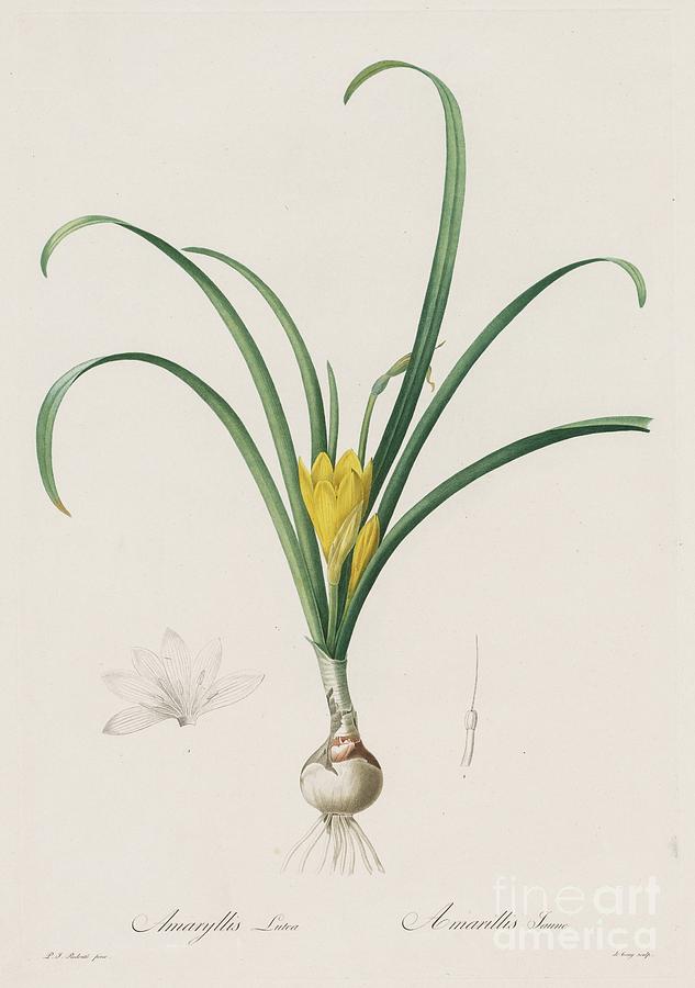 Les Liliacées Amaryllis Lutes Drawing by Heritage Images