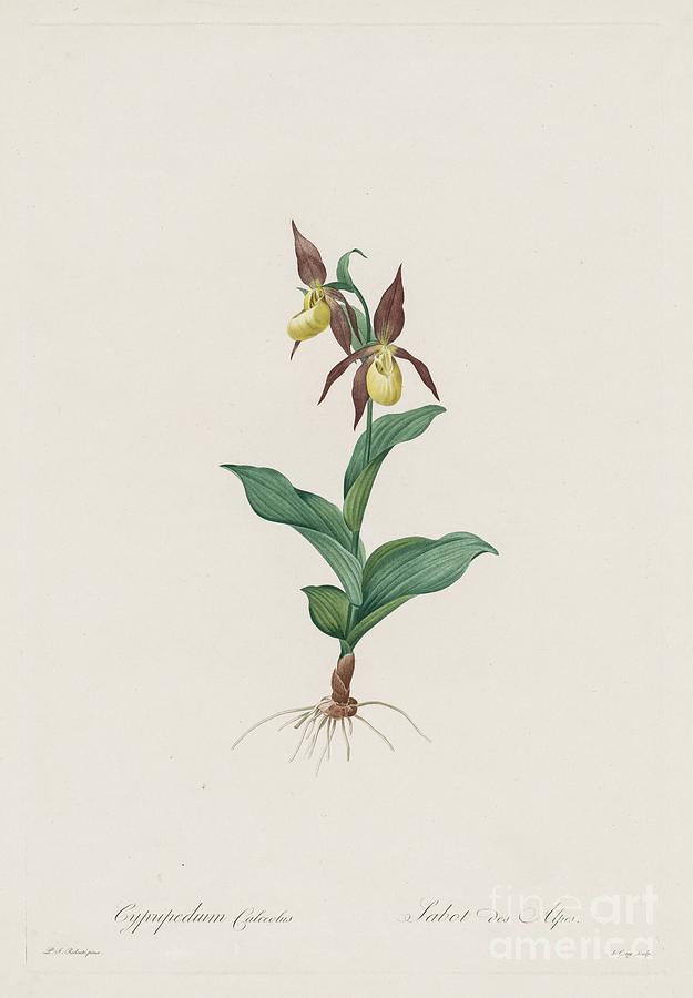 Les Liliacées Cypripedium Calceolus Drawing by Heritage Images