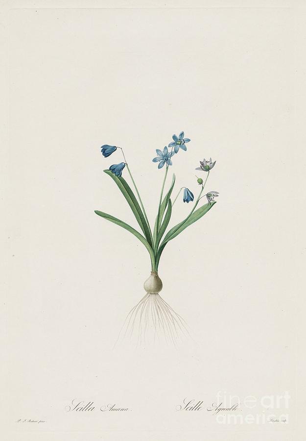 Les Liliacées Scilla Amaena Drawing by Heritage Images