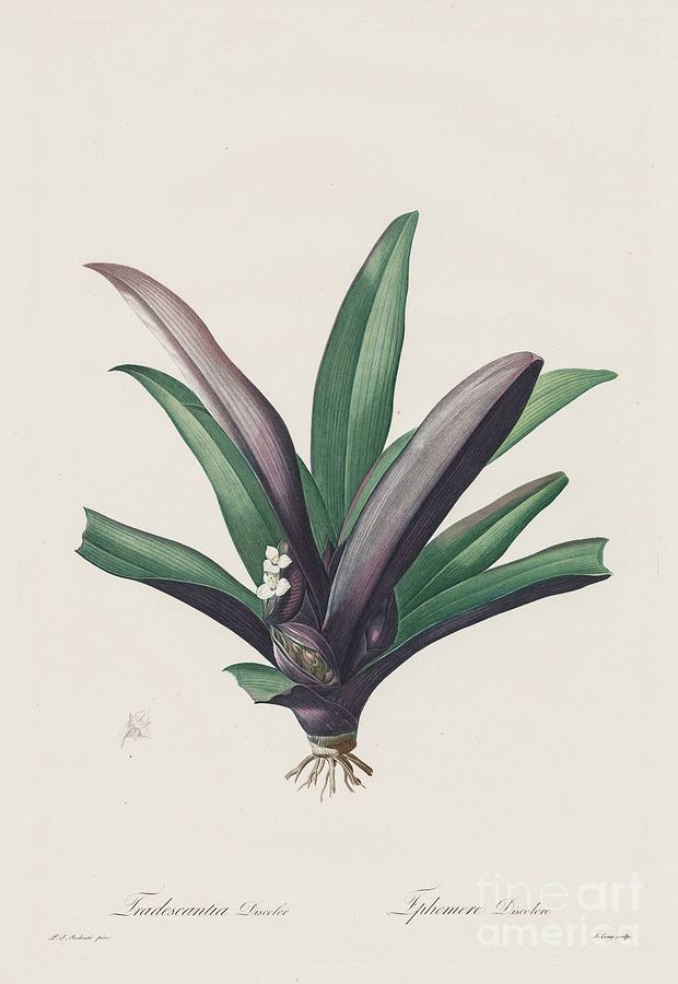 Les Liliacées Tradescantia Discolour Drawing by Heritage Images