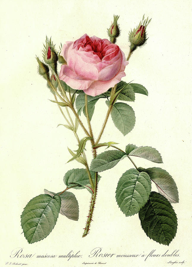 Les Roses, Rosa Muscosa Multiplex Painting by Pierre-Joseph Redoute ...