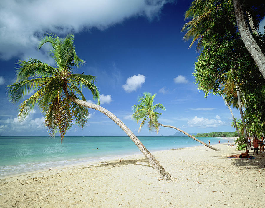 Les Salines Beach, Martinique Digital Art by Giovanni Simeone