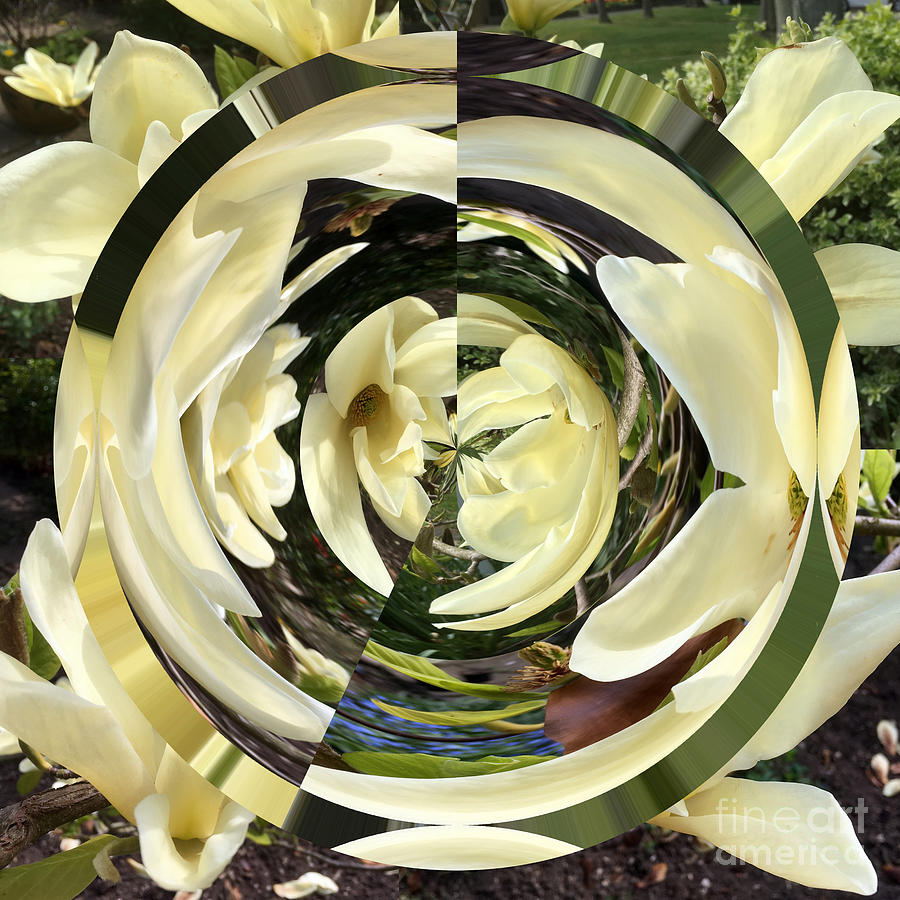 Abstract Photograph - Leslies Magnolia  by Merice Ewart
