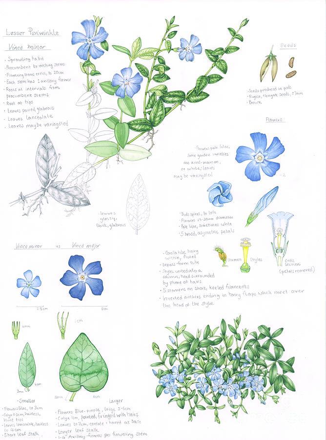 Flower Shapes: Terminology - Lizzie Harper