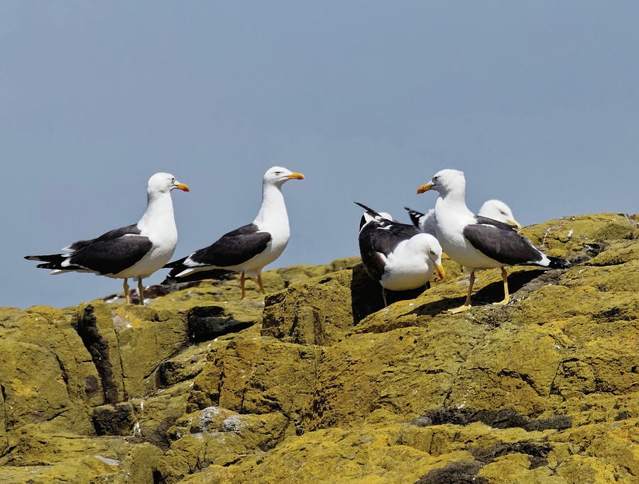 Lesser Black-Backed Gulls Photograph by Jeff Townsend