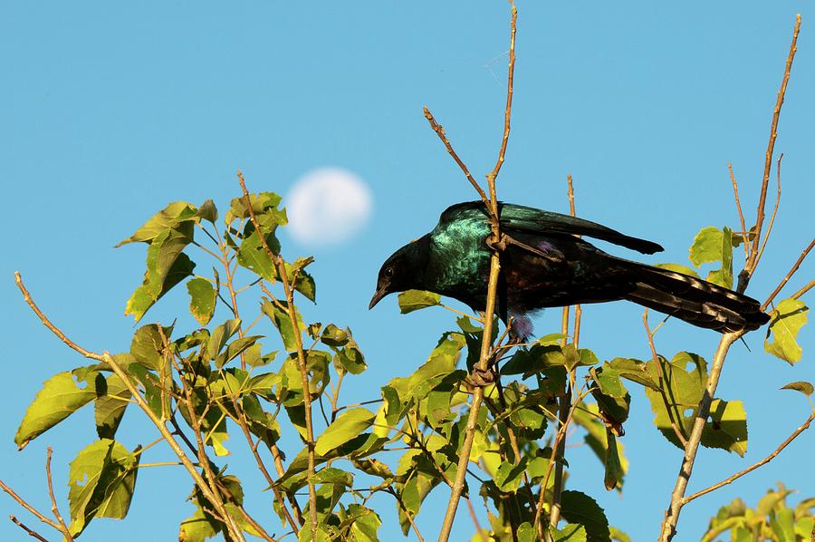 Nature Digital Art - Lesser Blue-eared Starling, Botswana by Jacana Stock
