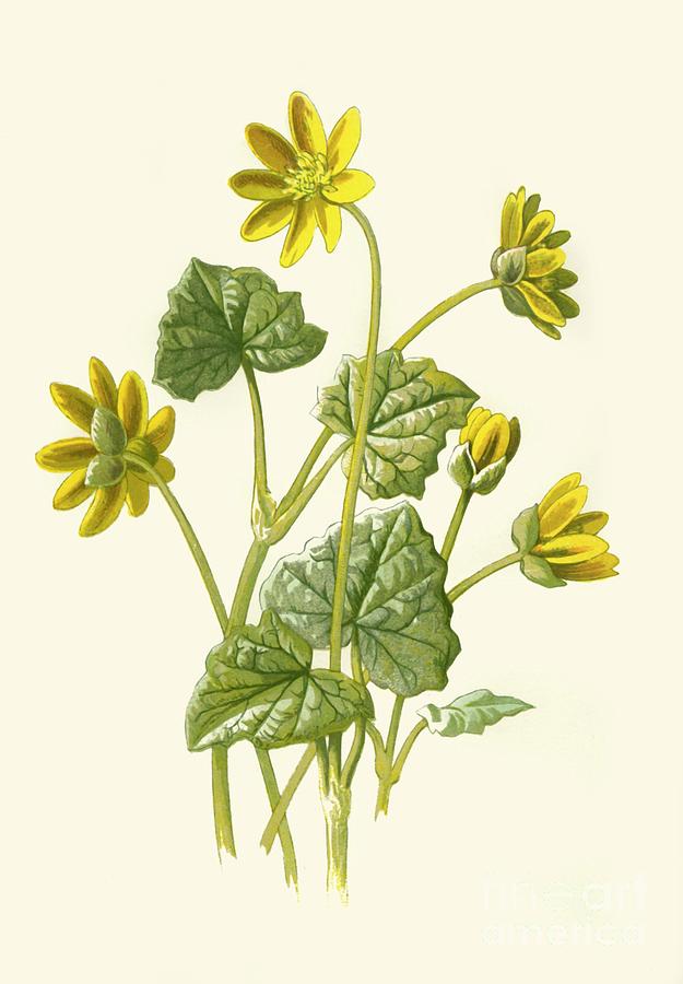 Lesser Celandine Drawing by Print Collector