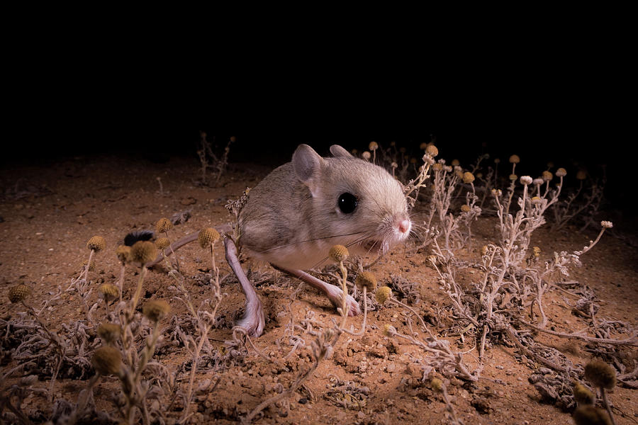 Lesser Egyptian Jerboa In The Desert, Western Sahara, Africa Photograph ...