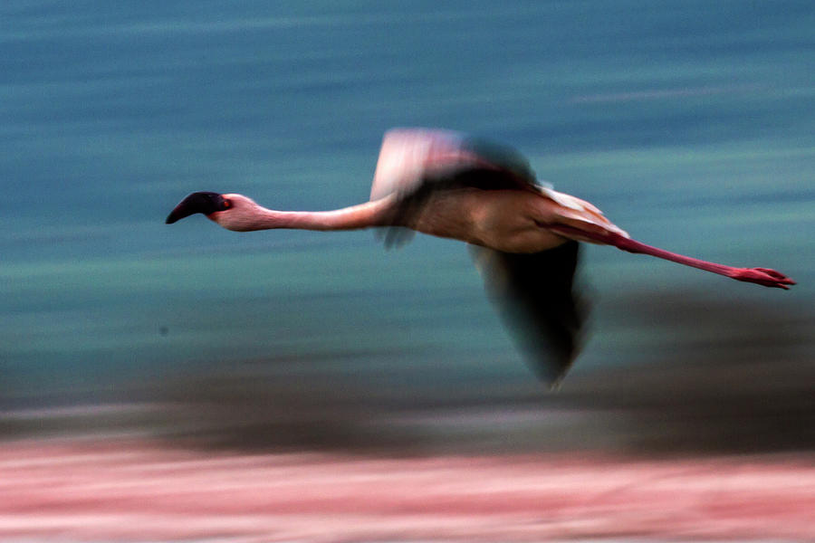 Lesser Flamingo In Flight Over Lake Photograph by Manoj Shah