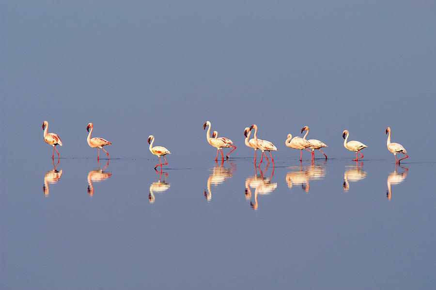 Lesser Flamingo, Lake Natron, Tanzania Photograph by Ben Cranke