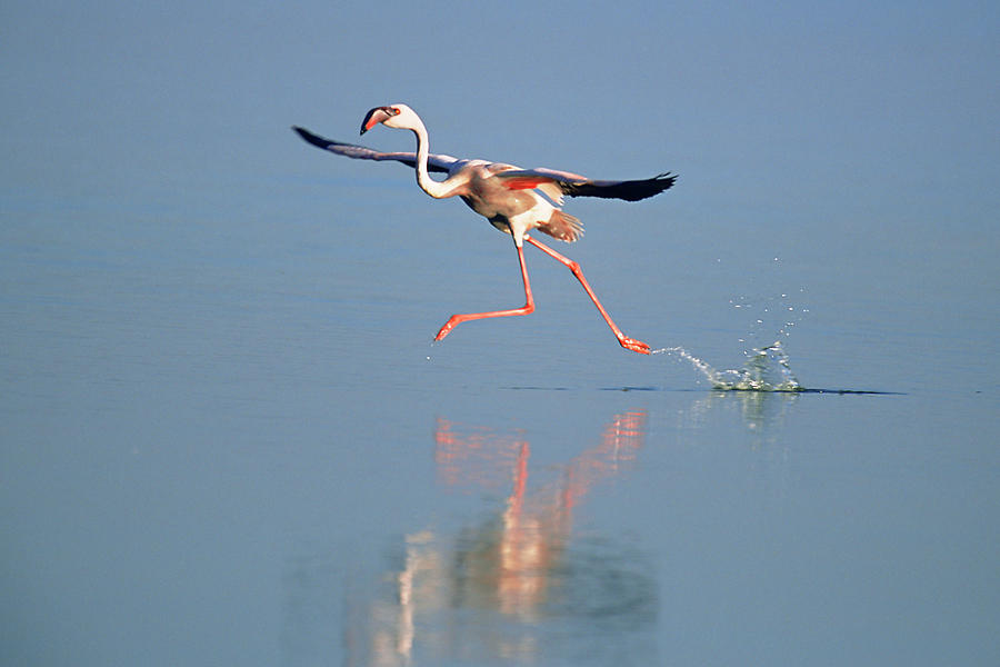 Lesser Flamingo Phoenicopterus Minor Photograph by James Warwick