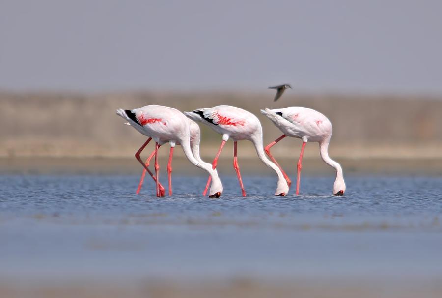 Lesser Flamingo Phoenicopterus Minor Photograph by Rupal Vaidya