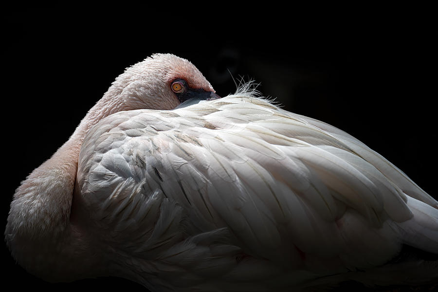 Lesser Flamingo Photograph by Ravi Sankar