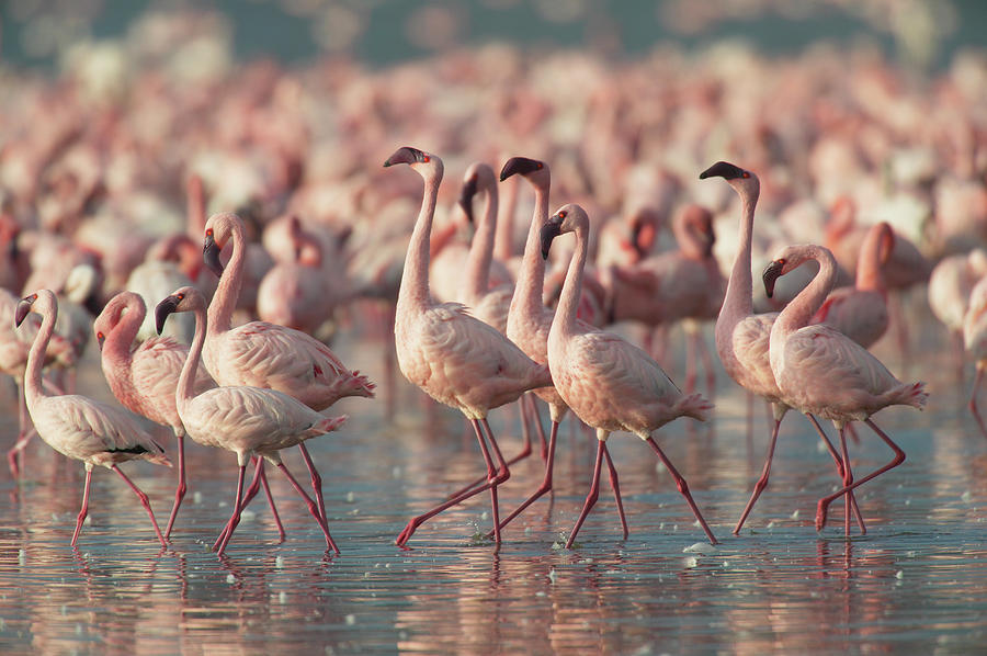 Lesser Flamingoes Phoeniconaias Minor Photograph by Paul Souders