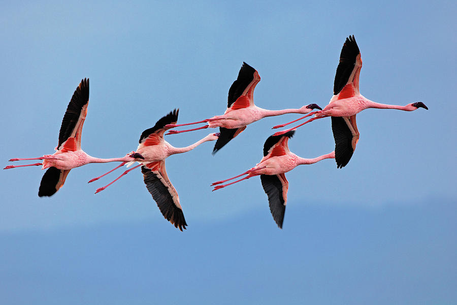 Lesser Flamingos In Flight Photograph by William Manning