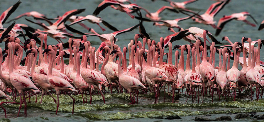 Lesser Flamingos In Masse Photograph by Manoj Shah