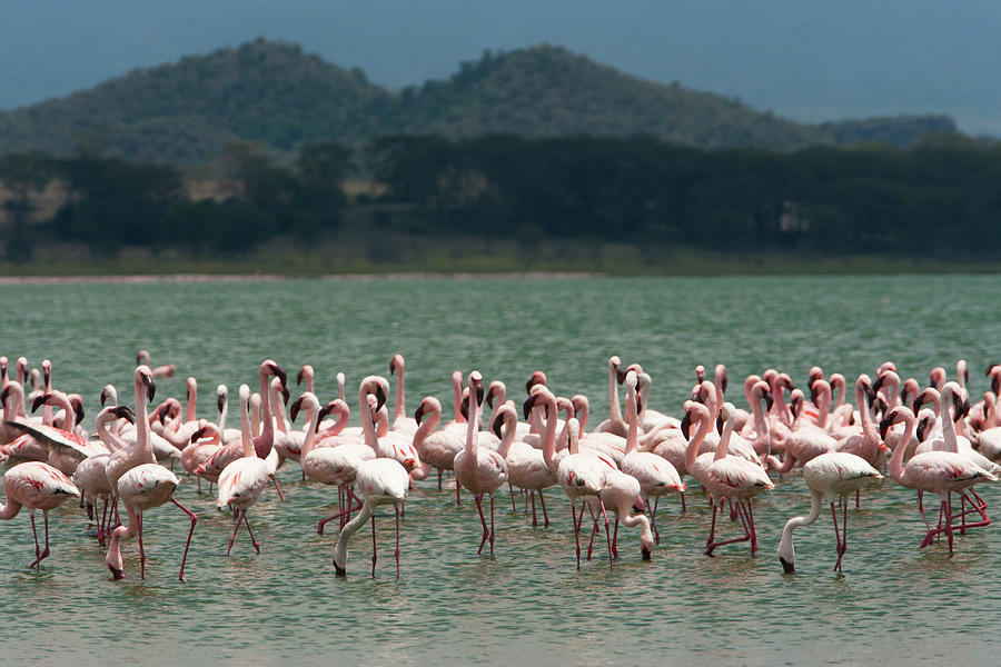 Lesser Flamingos, Lake Narasha, Kenya Photograph by Mint Images/ Art Wolfe