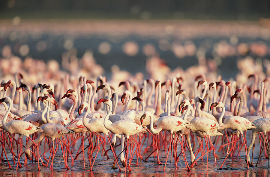 Lesser Flamingos Walking And Feeding On Photograph by Eastcott Momatiuk