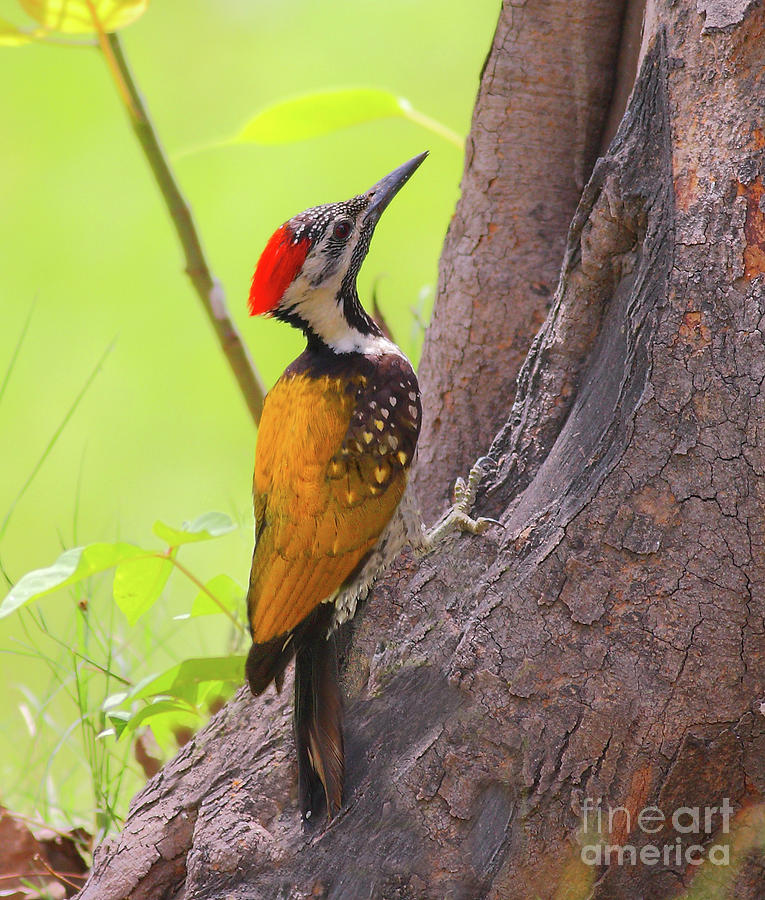 Lesser Golden-backed Woodpecker Photograph by Zahoor Salmi