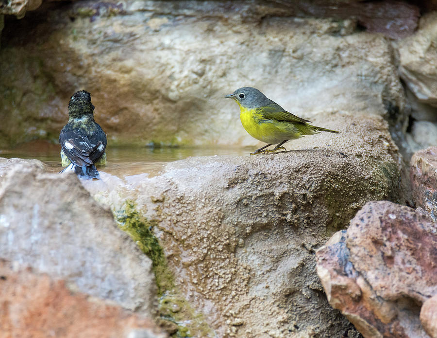 Lesser Goldfinch and Nashville Warbler Taking Turns in the Water Photograph by Debra Martz