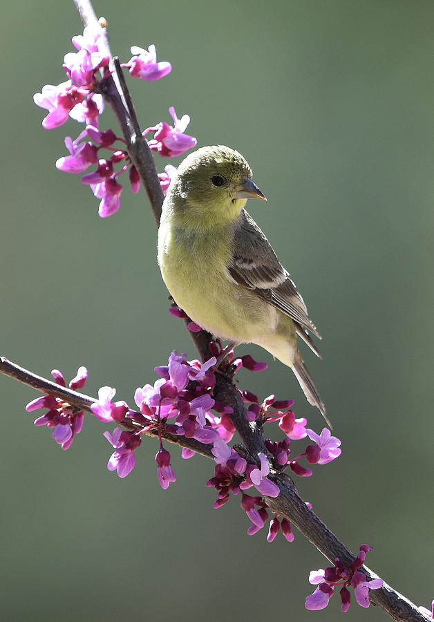 Lesser Goldfinch in a Redbud Photograph by Ben Foster