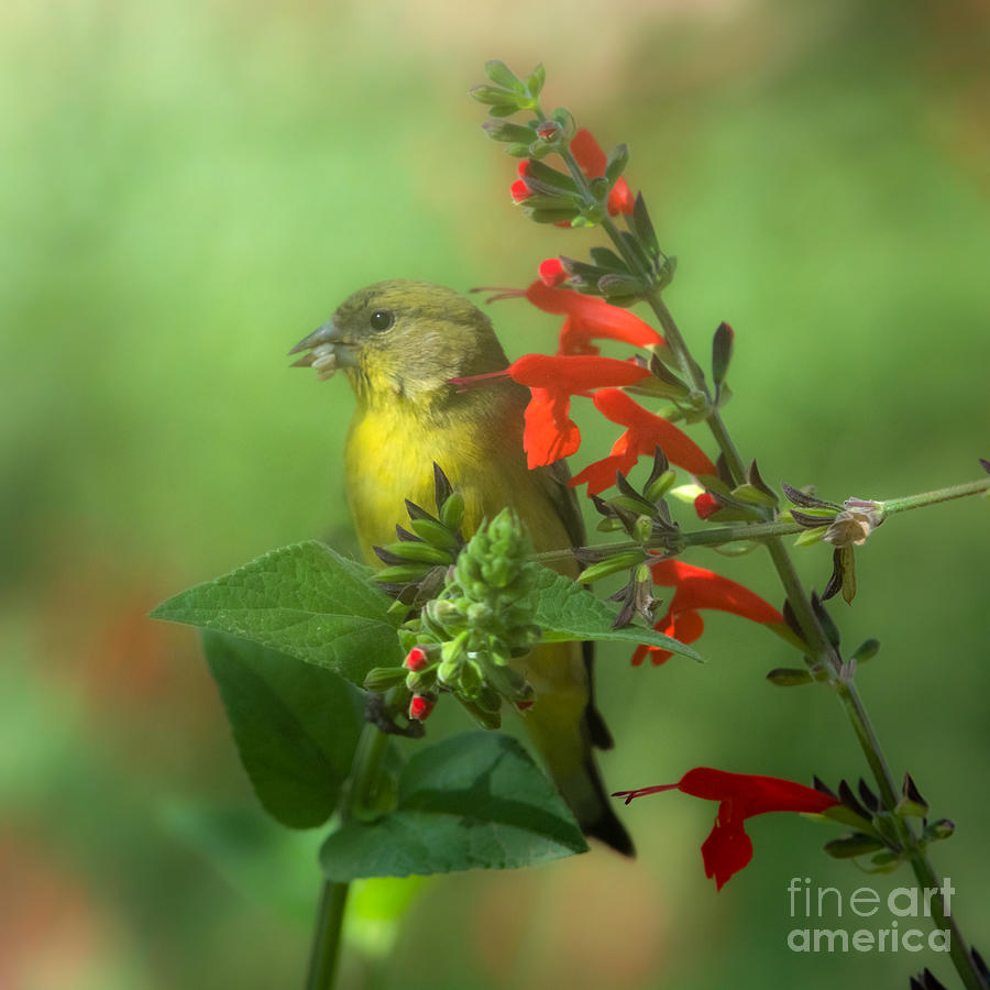 Lesser GoldFinch in the Garden by Lisa Manifold Lesser GoldFinch in the Garden by Lisa Manifold