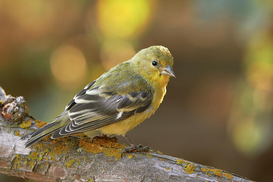 Lesser Goldfinch, Sacramento County California by Doug Herr Lesser Goldfinch, Sacramento County California by Doug Herr