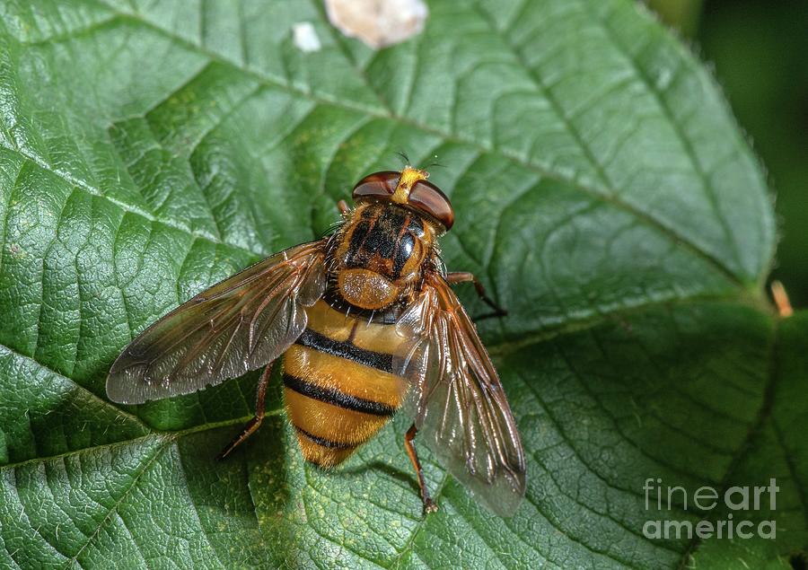 Lesser Hornet Hoverfly Photograph by Bob Gibbons/science Photo Library