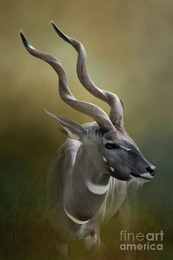 Lesser Kudu Photograph by Ed Taylor