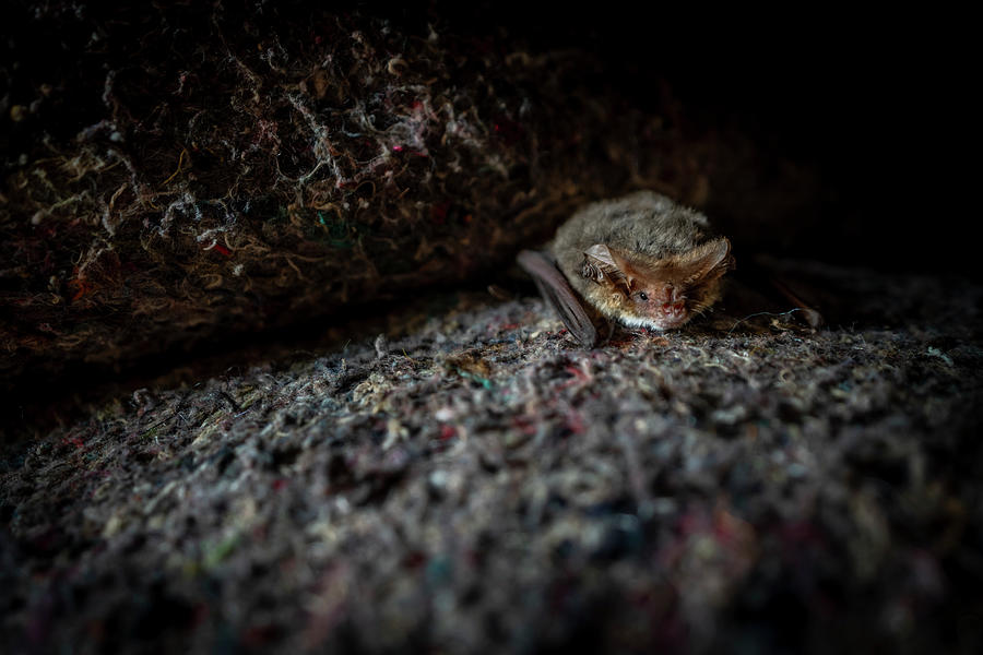 Wildlife Photograph - Lesser Long-eared Bat Found Between Horse Rugs In Barn by Doug Gimesy / Naturepl.com