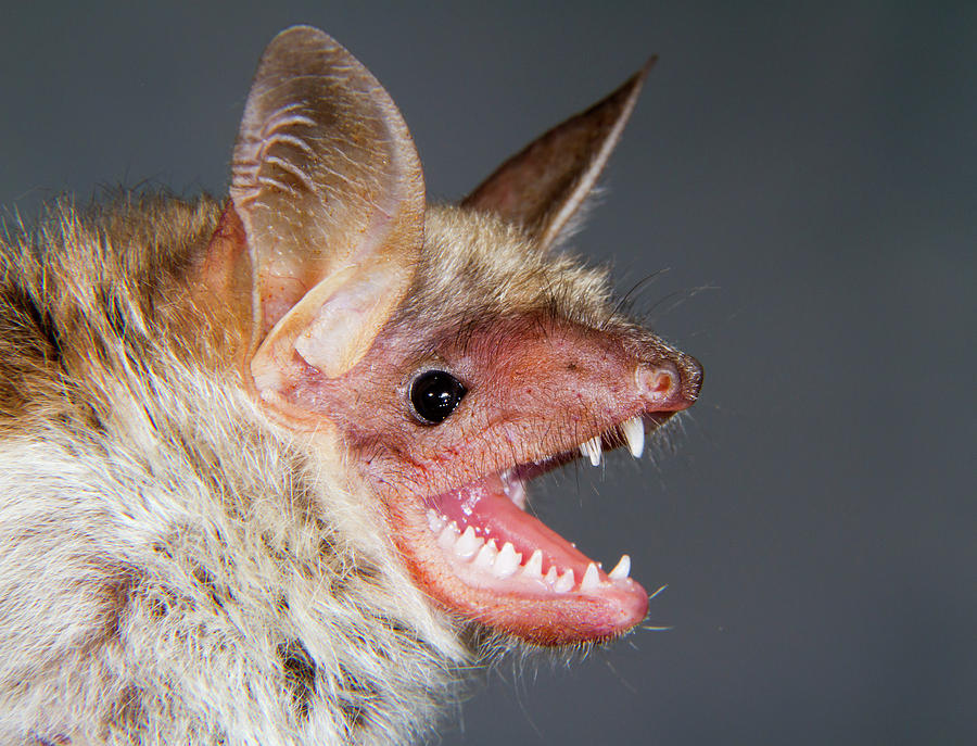 Lesser Mouse-eared Bat Photograph by Ivan Kuzmin