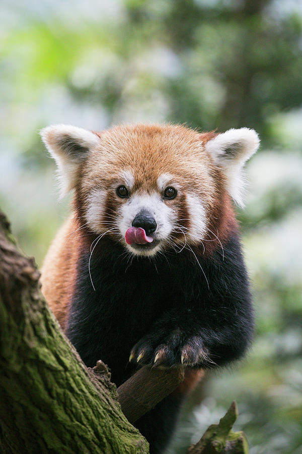 Lesser Panda Licking Lips Photograph by Suzi Eszterhas